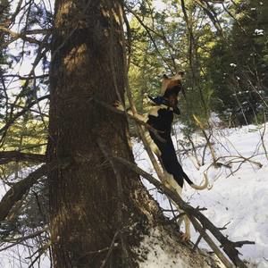 Meet your Posher, Dennis